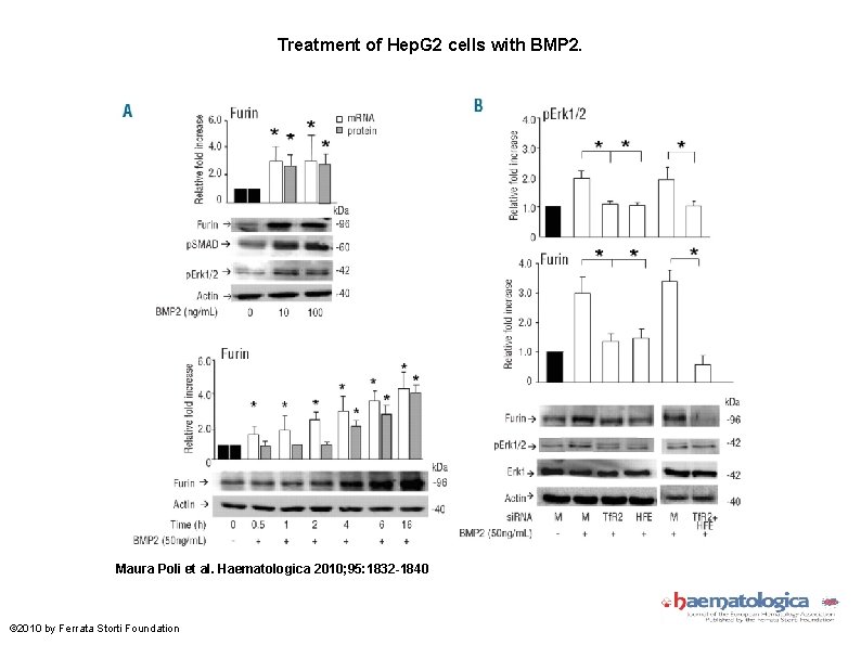 Treatment of Hep. G 2 cells with BMP 2. Maura Poli et al. Haematologica