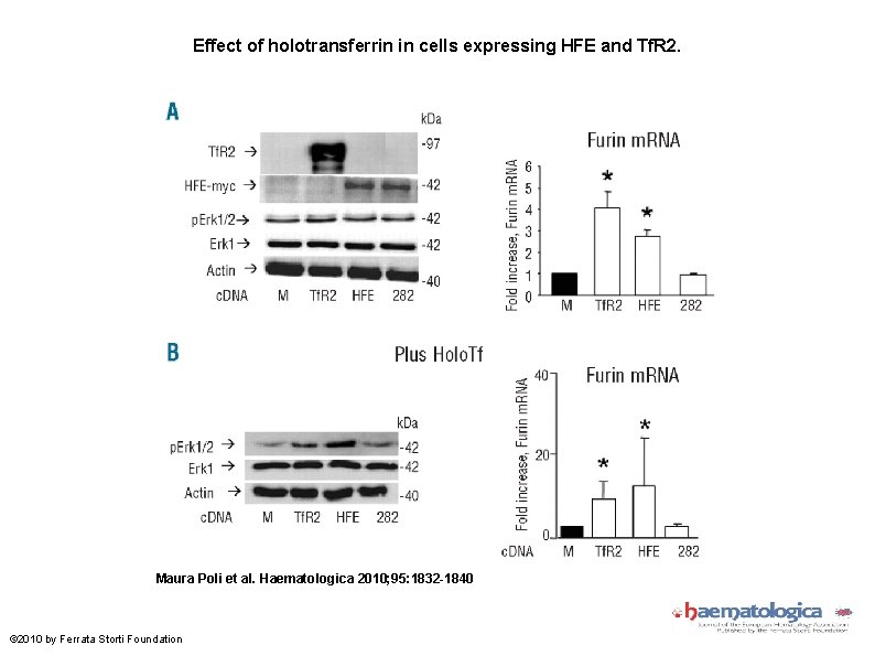 Effect of holotransferrin in cells expressing HFE and Tf. R 2. Maura Poli et