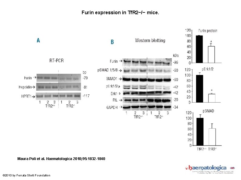 Furin expression in Tf. R 2−/− mice. Maura Poli et al. Haematologica 2010; 95: