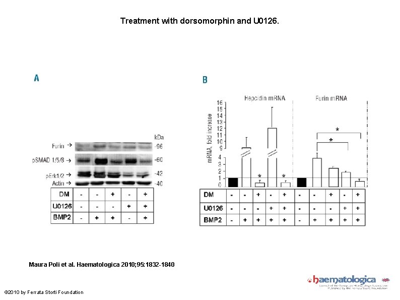 Treatment with dorsomorphin and U 0126. Maura Poli et al. Haematologica 2010; 95: 1832