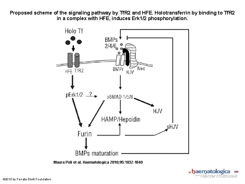 Proposed scheme of the signaling pathway by Tf. R 2 and HFE. Holotransferrin by