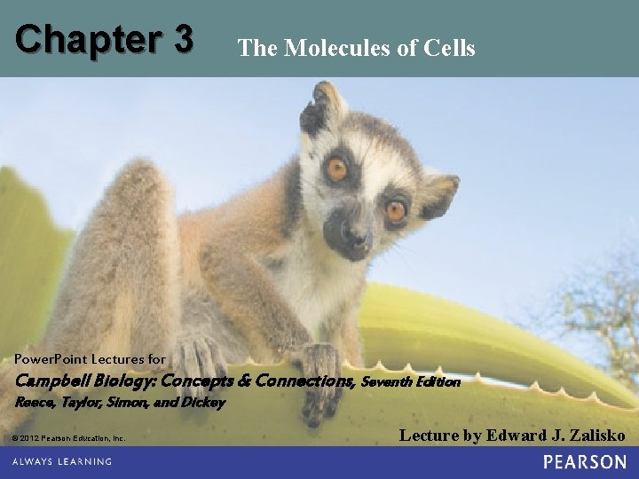 Chapter 3 The Molecules of Cells Power. Point Lectures for Campbell Biology: Concepts &