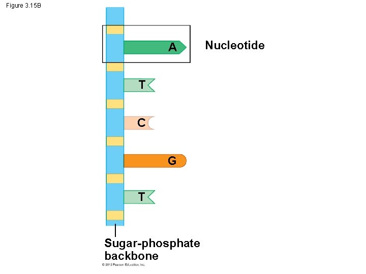 Figure 3. 15 B A T C G T Sugar-phosphate backbone Nucleotide 