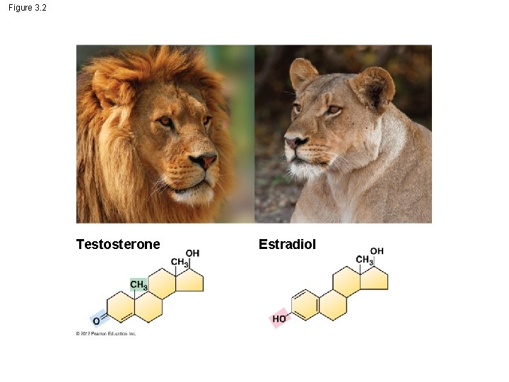 Figure 3. 2 Testosterone Estradiol 