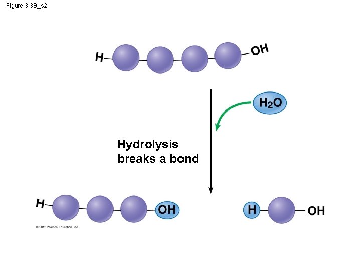 Figure 3. 3 B_s 2 Hydrolysis breaks a bond 