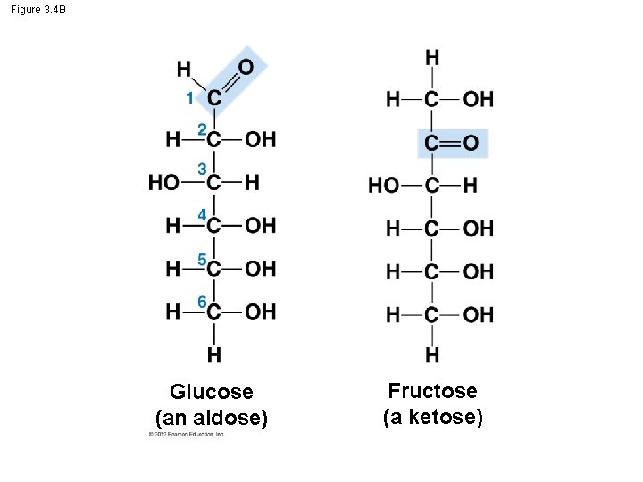 Figure 3. 4 B Glucose (an aldose) Fructose (a ketose) 