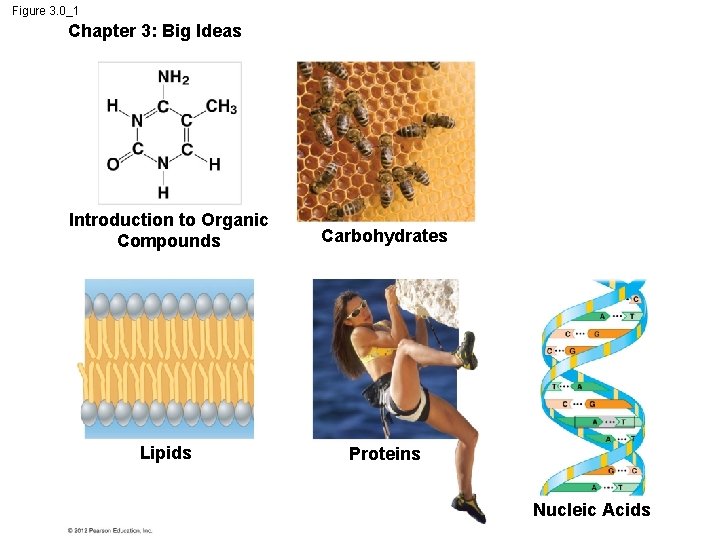 Figure 3. 0_1 Chapter 3: Big Ideas Introduction to Organic Compounds Carbohydrates Lipids Proteins