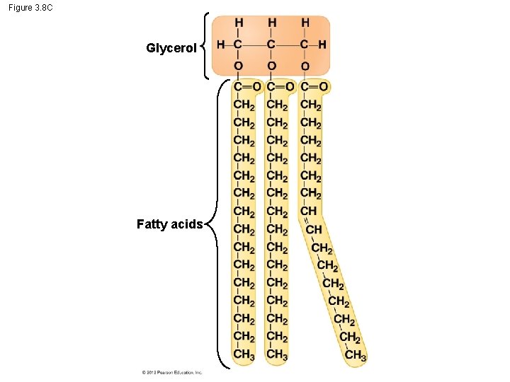 Figure 3. 8 C Glycerol Fatty acids 