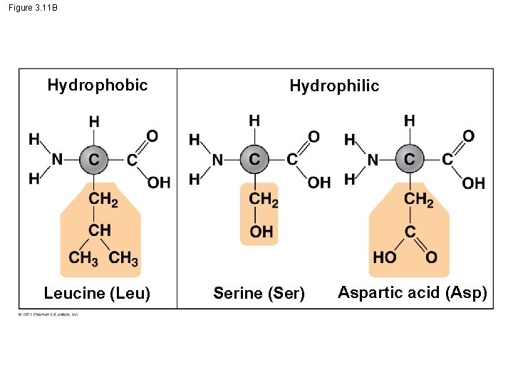 Figure 3. 11 B Hydrophobic Leucine (Leu) Hydrophilic Serine (Ser) Aspartic acid (Asp) 