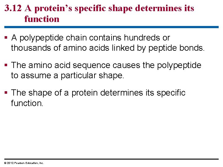 3. 12 A protein’s specific shape determines its function § A polypeptide chain contains