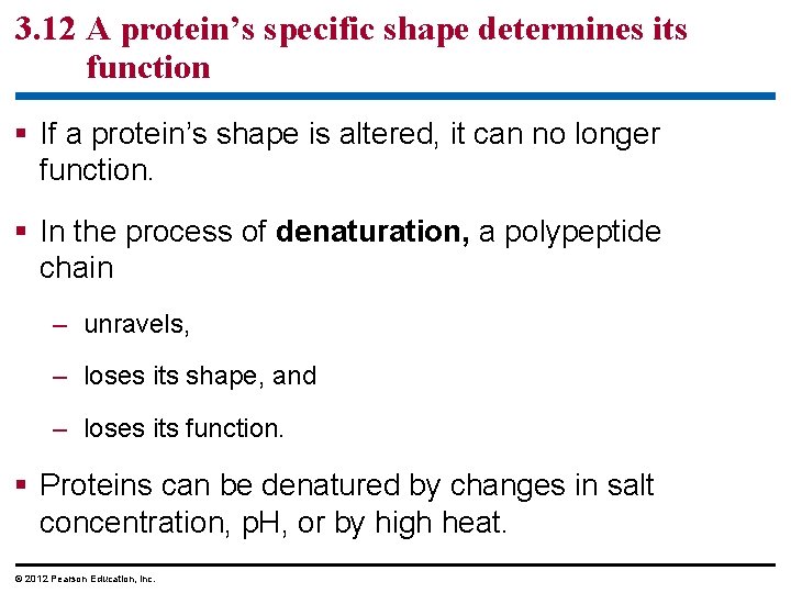 3. 12 A protein’s specific shape determines its function § If a protein’s shape