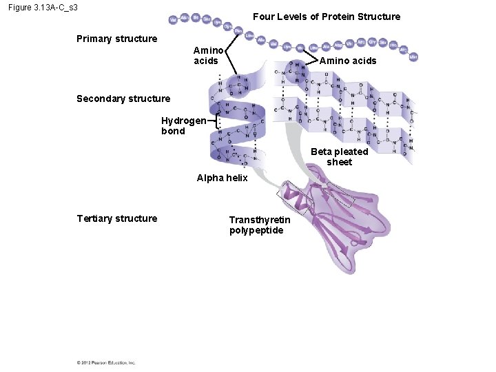 Figure 3. 13 A-C_s 3 Four Levels of Protein Structure Primary structure Amino acids
