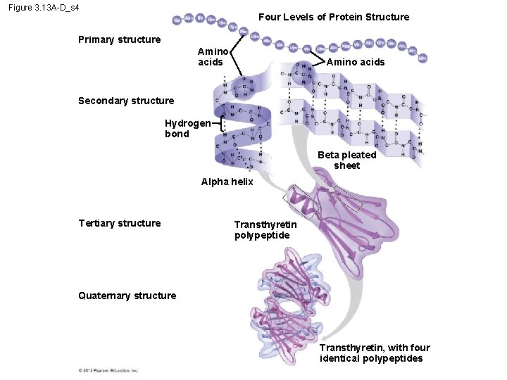 Figure 3. 13 A-D_s 4 Four Levels of Protein Structure Primary structure Amino acids
