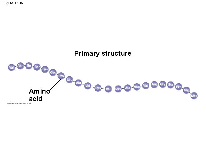 Figure 3. 13 A Primary structure Amino acid 