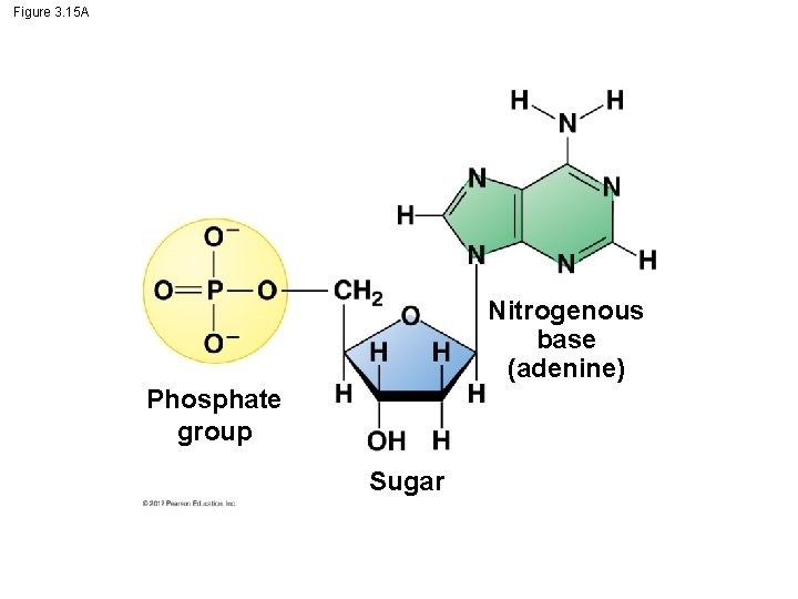Figure 3. 15 A Nitrogenous base (adenine) Phosphate group Sugar 