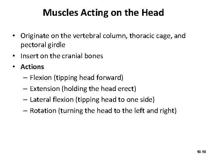 Muscles Acting on the Head • Originate on the vertebral column, thoracic cage, and