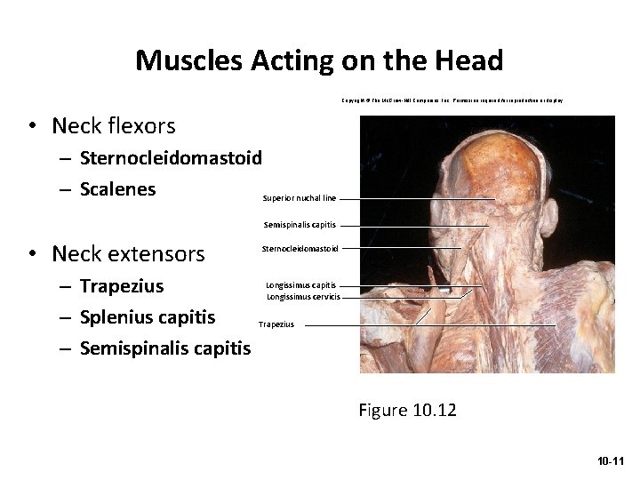 Muscles Acting on the Head Copyright © The Mc. Graw-Hill Companies, Inc. Permission required