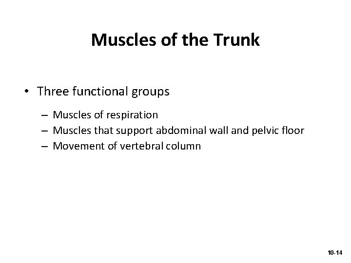 Muscles of the Trunk • Three functional groups – Muscles of respiration – Muscles