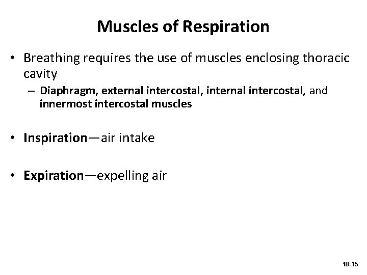 Muscles of Respiration • Breathing requires the use of muscles enclosing thoracic cavity –