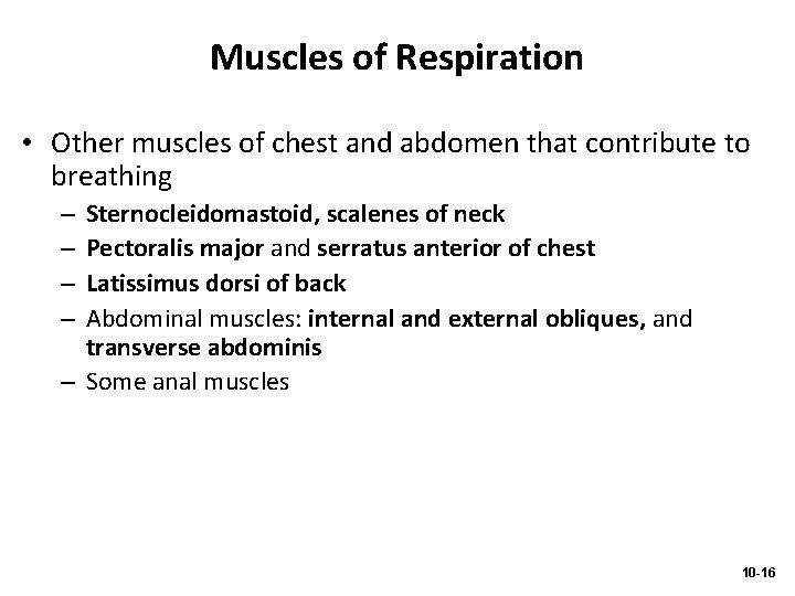 Muscles of Respiration • Other muscles of chest and abdomen that contribute to breathing