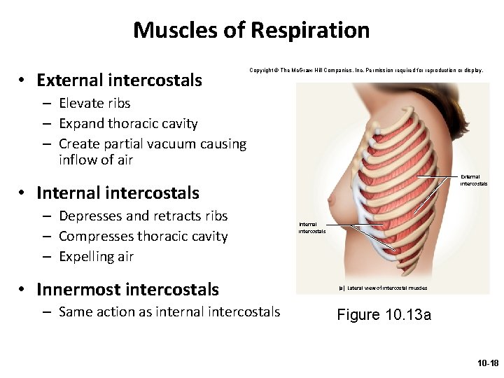 Muscles of Respiration • External intercostals Copyright © The Mc. Graw-Hill Companies, Inc. Permission