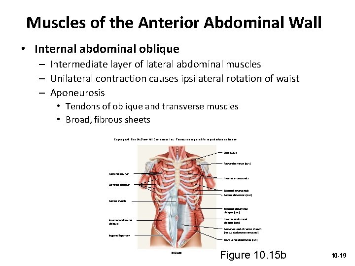 Muscles of the Anterior Abdominal Wall • Internal abdominal oblique – Intermediate layer of