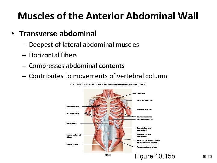 Muscles of the Anterior Abdominal Wall • Transverse abdominal – – Deepest of lateral
