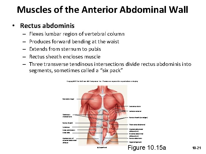 Muscles of the Anterior Abdominal Wall • Rectus abdominis – – – Flexes lumbar