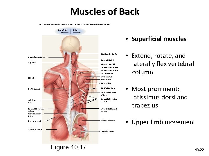 Muscles of Back Copyright © The Mc. Graw-Hill Companies, Inc. Permission required for reproduction