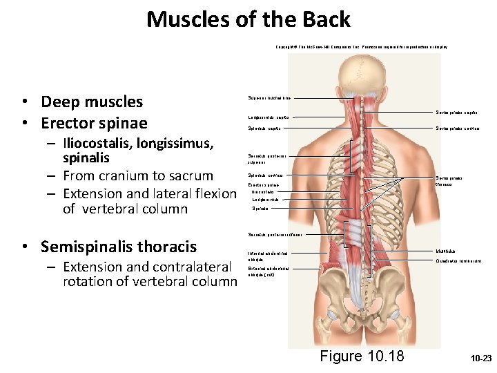 Muscles of the Back Copyright © The Mc. Graw-Hill Companies, Inc. Permission required for