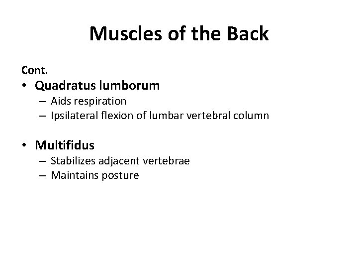 Muscles of the Back Cont. • Quadratus lumborum – Aids respiration – Ipsilateral flexion