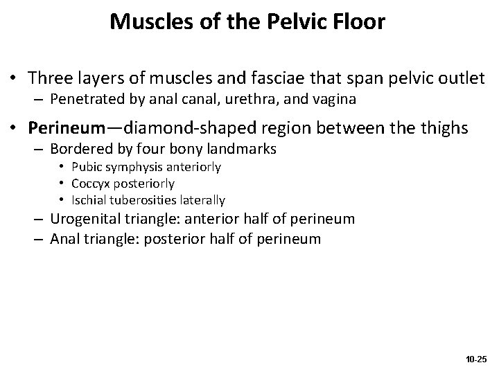 Muscles of the Pelvic Floor • Three layers of muscles and fasciae that span