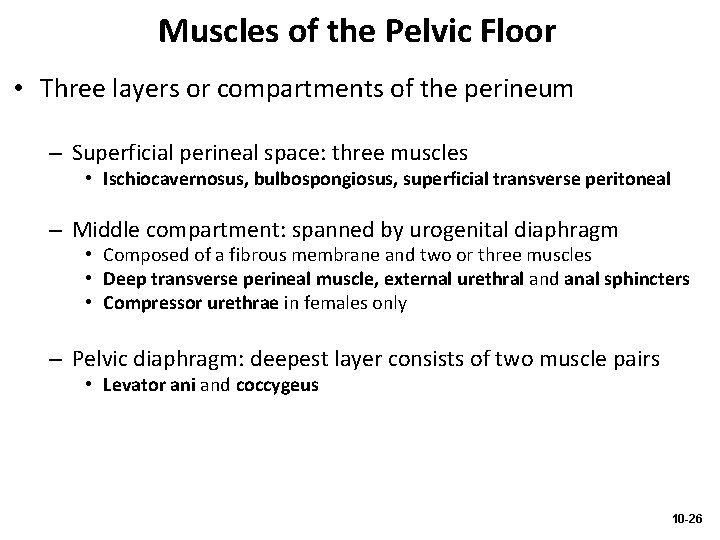 Muscles of the Pelvic Floor • Three layers or compartments of the perineum –