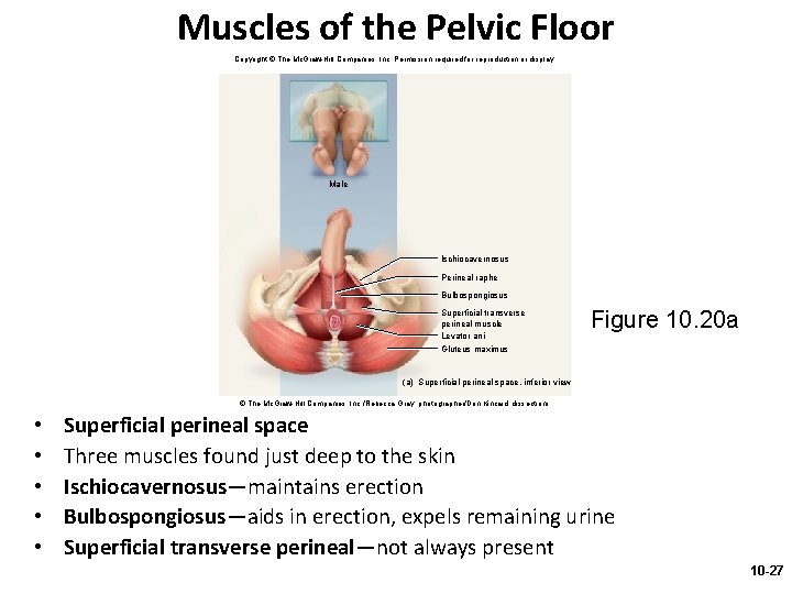 Muscles of the Pelvic Floor Copyright © The Mc. Graw-Hill Companies, Inc. Permission required