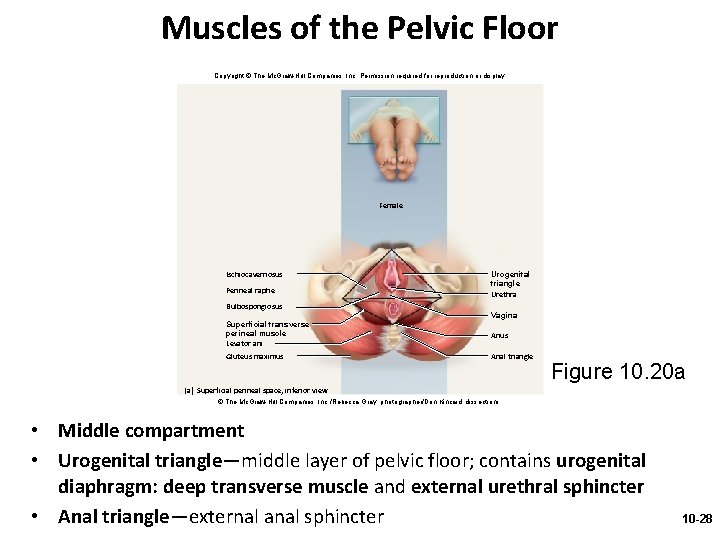 Muscles of the Pelvic Floor Copyright © The Mc. Graw-Hill Companies, Inc. Permission required