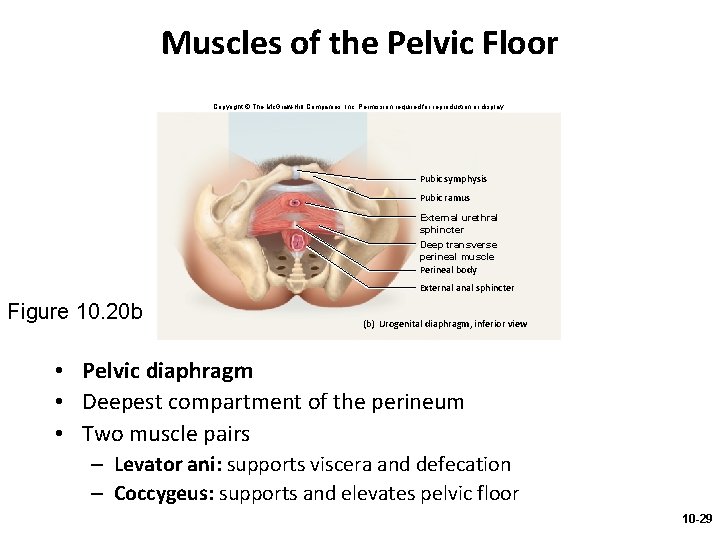 Muscles of the Pelvic Floor Copyright © The Mc. Graw-Hill Companies, Inc. Permission required