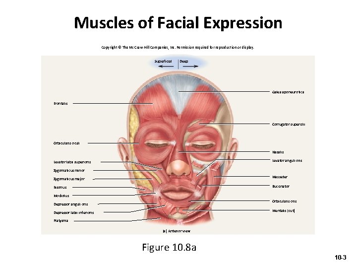 Muscles of Facial Expression Copyright © The Mc. Graw-Hill Companies, Inc. Permission required for