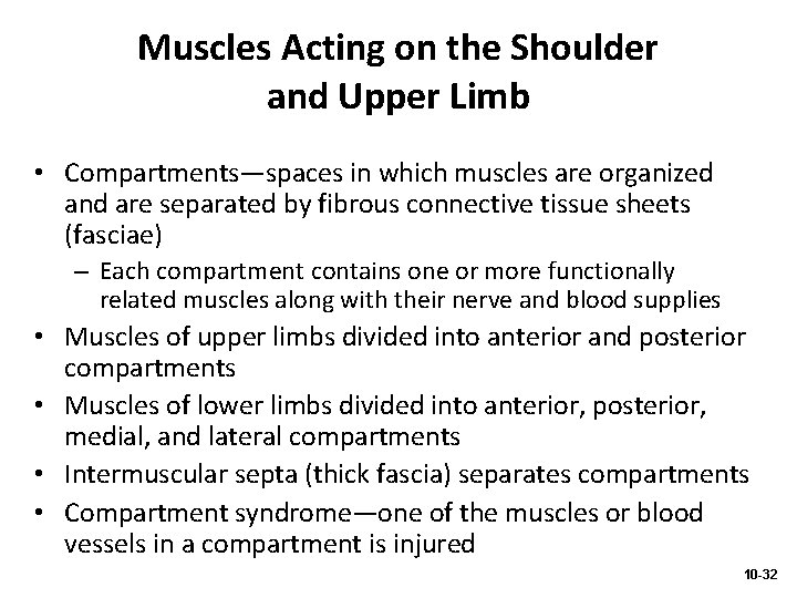 Muscles Acting on the Shoulder and Upper Limb • Compartments—spaces in which muscles are