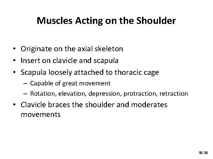 Muscles Acting on the Shoulder • Originate on the axial skeleton • Insert on