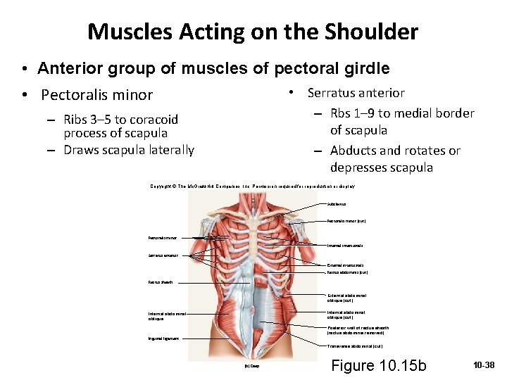 Muscles Acting on the Shoulder • Anterior group of muscles of pectoral girdle •