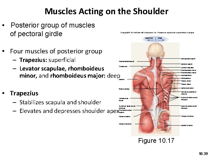 Muscles Acting on the Shoulder • Posterior group of muscles of pectoral girdle Copyright