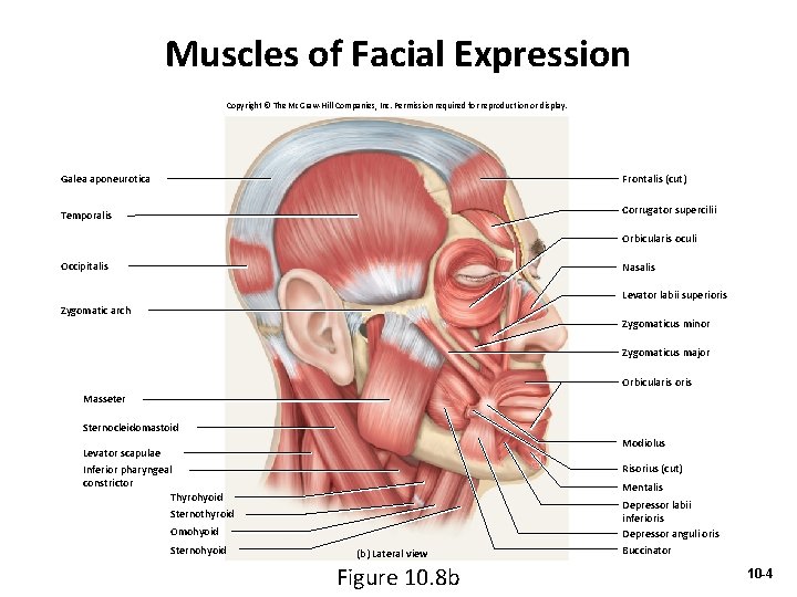 Muscles of Facial Expression Copyright © The Mc. Graw-Hill Companies, Inc. Permission required for