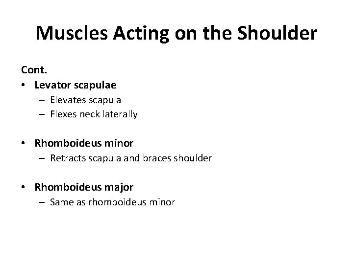 Muscles Acting on the Shoulder Cont. • Levator scapulae – Elevates scapula – Flexes