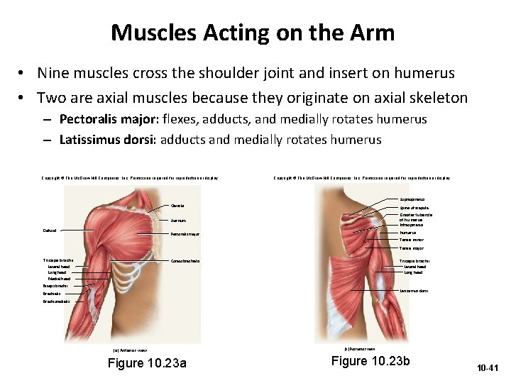 Muscles Acting on the Arm • Nine muscles cross the shoulder joint and insert