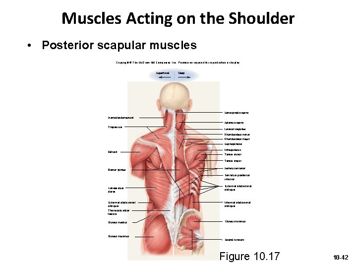 Muscles Acting on the Shoulder • Posterior scapular muscles Copyright © The Mc. Graw-Hill