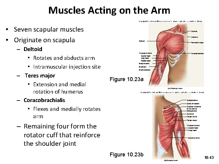 Muscles Acting on the Arm Copyright © The Mc. Graw-Hill Companies, Inc. Permission required