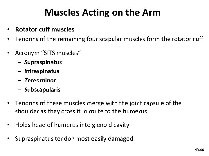 Muscles Acting on the Arm • Rotator cuff muscles • Tendons of the remaining