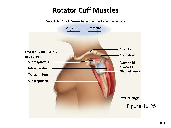 Rotator Cuff Muscles Copyright © The Mc. Graw-Hill Companies, Inc. Permission required for reproduction