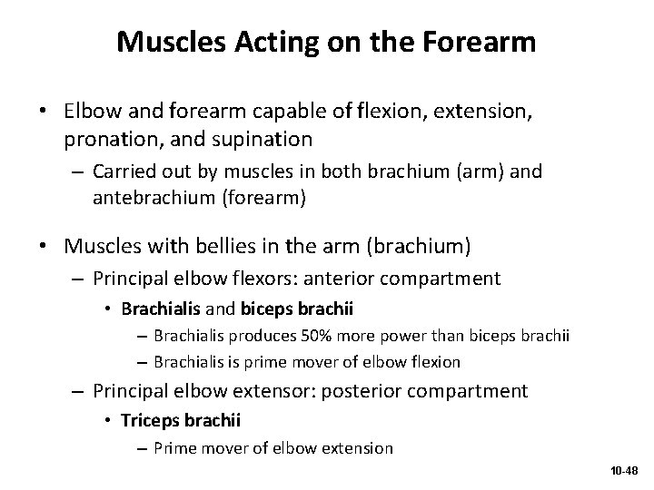 Muscles Acting on the Forearm • Elbow and forearm capable of flexion, extension, pronation,