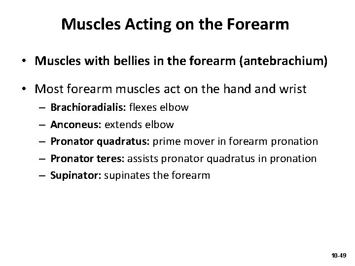 Muscles Acting on the Forearm • Muscles with bellies in the forearm (antebrachium) •